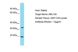 ARL13A Rabbit anti-Human, Polyclonal, Novus Biologicals 0.1 mL | Buy Online | Novus Biologicals | Fisher Scientific